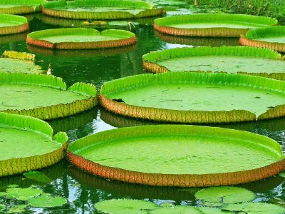 Brasilianisches Portugiesisch